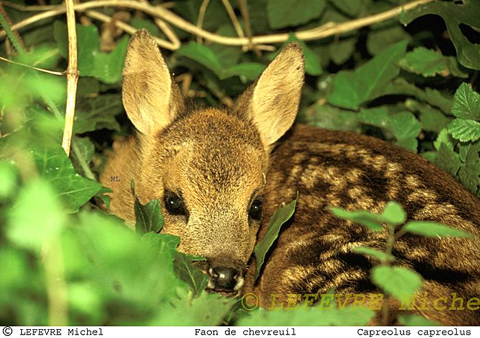 218 Faon de chevreuil.jpg - Faon de chevreuil - Capreolus capreolus - Aisne